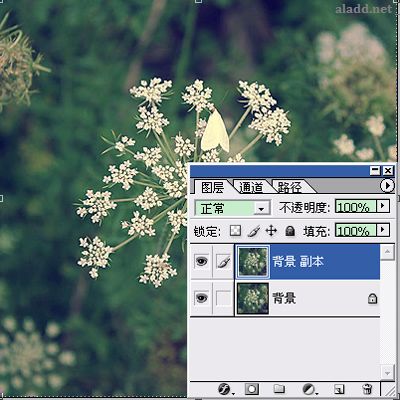 Photoshop为普通花卉照片添加柔和艺术效果,PS教程,Photoshop教程